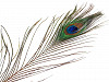 Peacock Feather length 70-110 cm