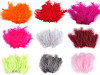 Piume di struzzo, lunghezza: 9-16 cm