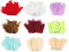 Plumes d'autruche - longueur 9-16 cm