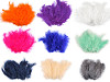 Plumes d'autruche - longueur 9-16 cm