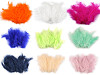 Plumes d'autruche - longueur 9-16 cm
