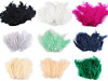 Plumes d'autruche - longueur 9-16 cm