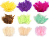 Plumes d'autruche - longueur 9-16 cm