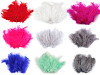 Plumes d'autruche - longueur 9-16 cm