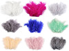 Plumes d'autruche - longueur 9-16 cm
