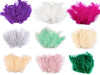 Plumas de avestruz largo 9-16 cm