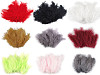 Plumes d'autruche - longueur 9-16 cm