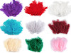 Plumes d'autruche - longueur 9-16 cm