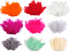 Piume di struzzo, lunghezza: 9-16 cm