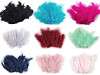 Plumes d'autruche - longueur 9-16 cm