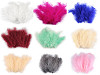 Plumas de avestruz largo 9-16 cm