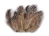 Pióra perliczka długość 5-13 cm