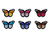 Aufbügler Schmetterling 