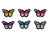 Aufbügler Schmetterling 