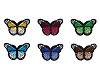 Aufbügler Schmetterling 