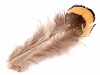 Pene decorative fazan, lungime 4-9 cm