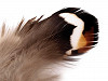 Bažantí peří délka 5,5-12 cm