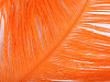 Ostrich Feathers 60 cm