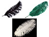 Plumes d’autruche, 60 cm