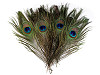 Peacock Feather length 20 cm