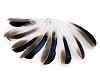 Kačacie perie dĺžka 10-14 cm