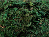 Decorative Moss 40 g
