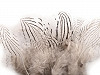 Pheasant feathers length 5 - 11 cm