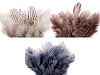 Pheasant feathers length 5 - 11 cm