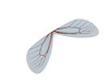 Krídla vážky - polotovar 2,5x8 cm
