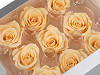 Stabilizovaná / věčná růže Ø35 mm
