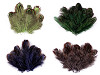 Plumes de faisan, longueur 5-7 cm