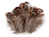 Plumes de faisan, longueur 5-7 cm