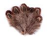 Plumas de faisán, largo 5-7 cm