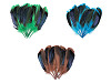 Plumas de pato, largo 13-15 cm