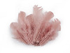 Plumes de coq, longueur 8-9 cm