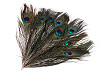 Plumas de pavo real, largo 25-30 cm