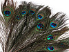 Peacock feathers length 25-30 cm