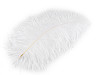 Plumes d’autruche, longueur 50-55 cm