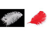 Ostrich feathers length 50-55 cm
