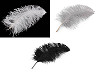 Plumes d’autruche, longueur 50-55 cm