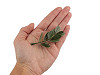 Artificial mini boxwood twig for arranging and creating scents
