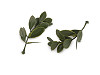 Artificial mini boxwood twig for arranging and creating scents