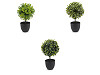 Artificial boxwood in a pot