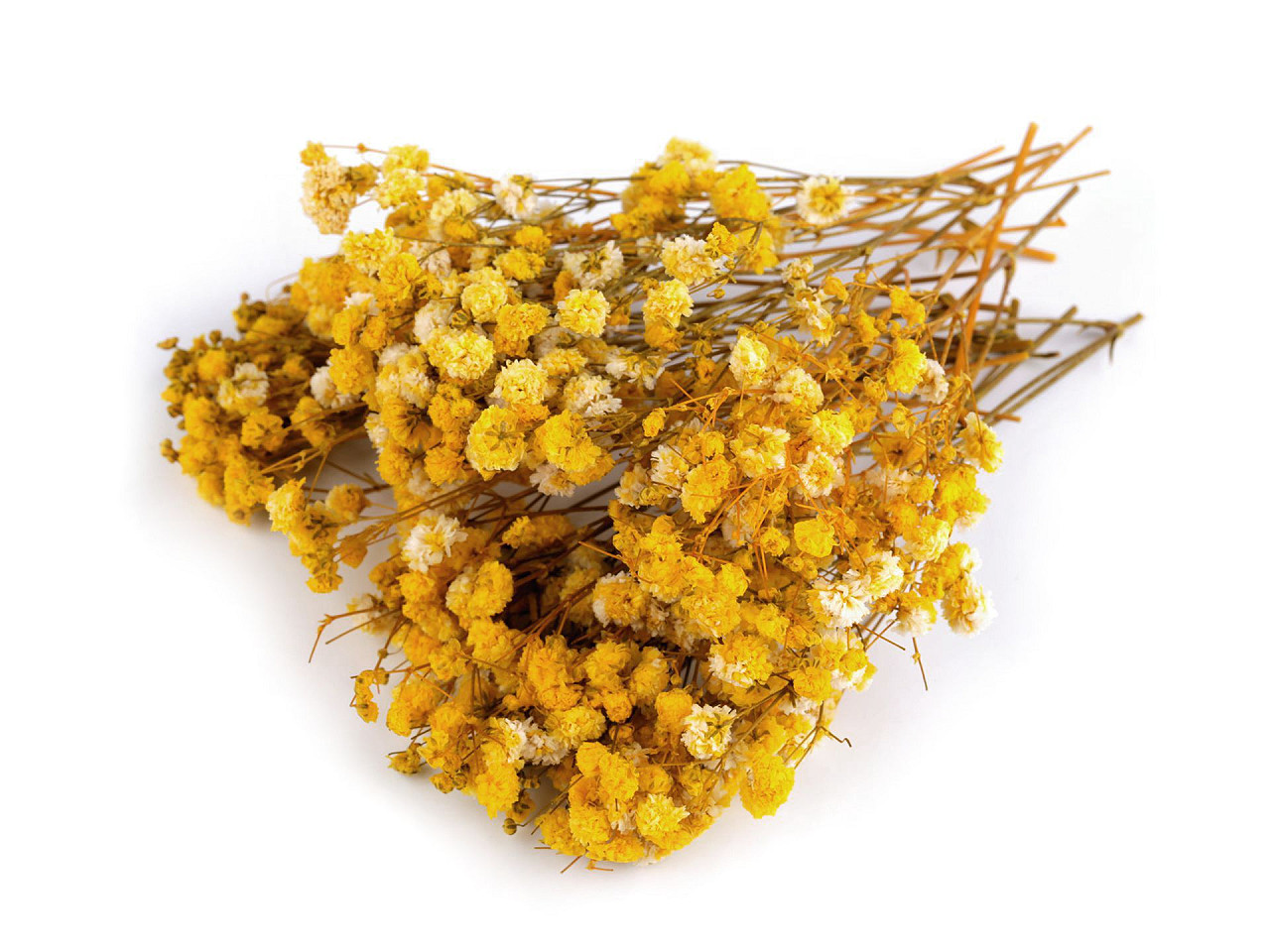 Sušený / stabilizovaný nevěstin závoj pro suché i mokré aranžování, střední, 7 modrá tyrkys krabička