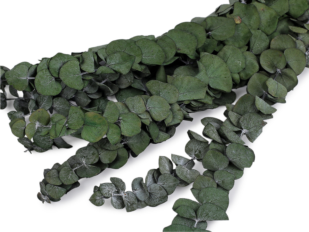 Stabilizovaný eukalyptus svazek, střední, 1 zelená