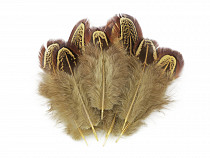 Bażancie pióra długość 5 - 7 cm 