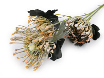 Művirág tűpárna virág, Leucospermum, Proteaceae