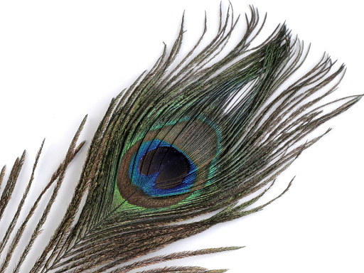 Peacock Feather length 20-30 cm