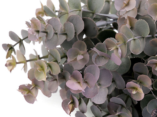 Feuilles d’eucalyptus artificielles 