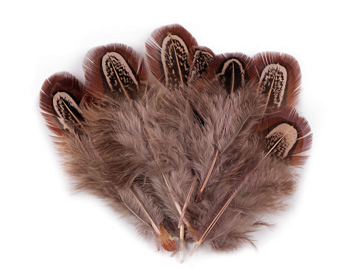 Plumes de faisan, longueur 5-7 cm